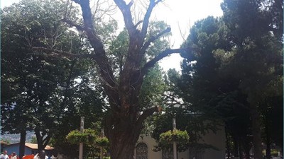 'Yeni Düzende Tarihi Ağaçlar Tehdit Altında'