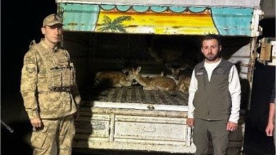 Kamyon kasasında 4 alageyik ele geçirildi