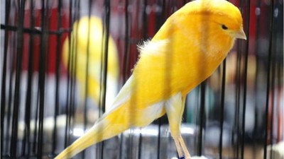 Dünyanın İlgisini Çeken Kanarya Güzellik Yarışması