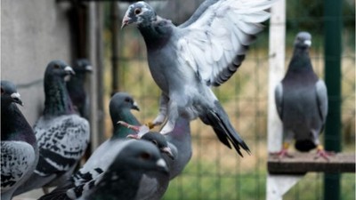 Çaldığı Güvercinleri Bandırma'daki Evinde Saklıyormuş!