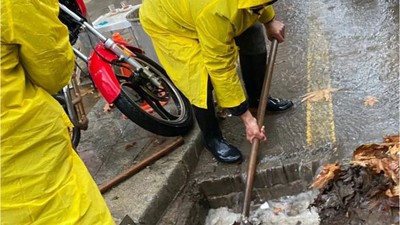Mazgallardan çıkan sarı renklileri gören hayrete düştü!