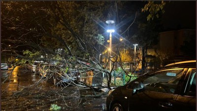 Balıkesir'de Fırtına Ağaçları Kökünden Söktü