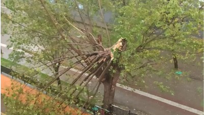 Balıkesir’de Fırtına Okul Bahçesinde Ağaç Yıktı