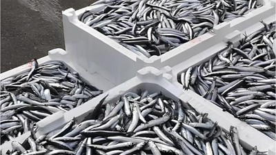 Bandırma'da Hamsi Rüzgarı Esiyor