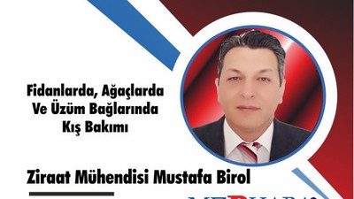 Fidanlarda Ağaçlarda Ve Üzüm Bağlarında Kış Bakımı