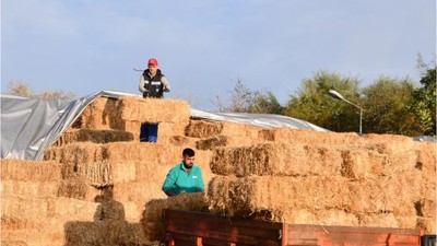 Yol Kenarlarındaki Otlar Hayvanlara Yem Oluyor