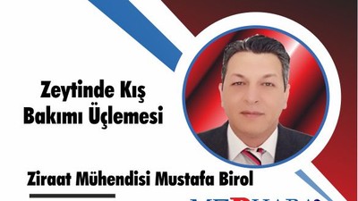 Zeytinde Kış Bakımı Üçlemesi
