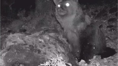 Kaz Dağları'nda yaşayan bozayı fotokapanla görüntülendi