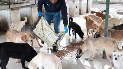 Burhaniye Belediyesi'nden 159 Sokak Hayvanına Yeni Yuva