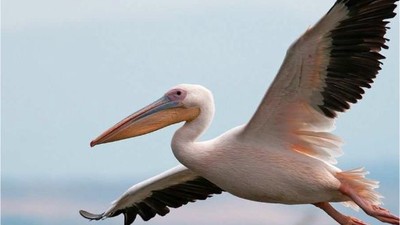 Balıkesir'in Zengin Faunası ve Koruma Alanları