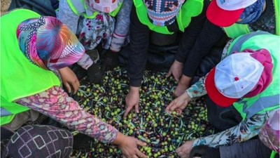 Zeytinin Başkenti Burhaniye’de Hasat Zamanı