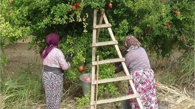 Havran'ın Narlarında Hasat Dönemi Başladı!