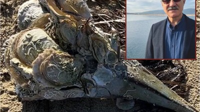 Balıkesir Körfezinde Pina Alarmı! Toplu Ölüyorlar…