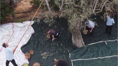 800 Yıllık Zeytin Ağacının Hasadı Yapıldı