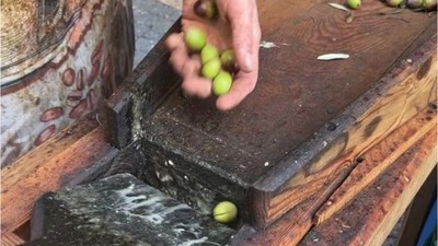 Güney Marmara Zeytin Hasadına Kuraklık Vurdu