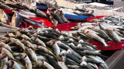 Ağustos Ayında Balıkesir'de Hangi Balık Yenir?