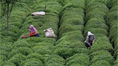 İhracatı 11 Ayda 23,6 Milyon Doları Aştı!