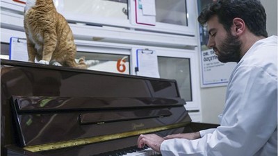 Kedilerin Stresini Piyano Çalarak Azaltıyor