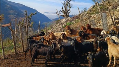 Kepsut'ta Hayvan Sağlığı İçin Önemli Adım