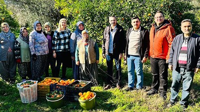 Meşhur Tescilli Havran Mandalinasında Hasat Devam Ediyor