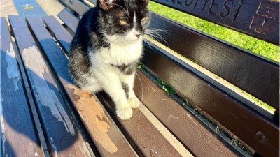 Olta İğnesi Yutan Kediye Acil Müdahale