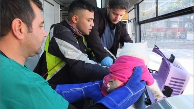 VETBÜS 6 Bin Can Dostunu Sağlığına Kavuşturdu!