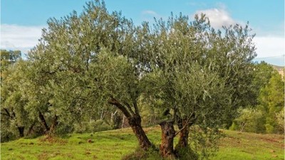 Zeytinin Geleceği Gömeç'te Konuşulacak