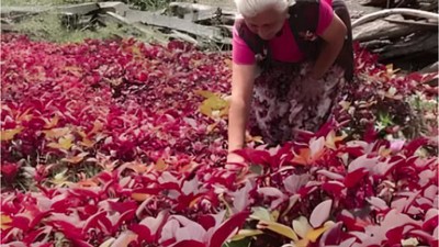 Türkiye'nin Tek Üretim Merkezi Balıkesir'de