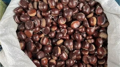 'Sahte Kestane' Alarmı