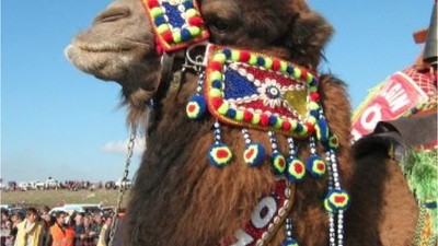 Balıkesir'in Geleneği Deve Güreşleri