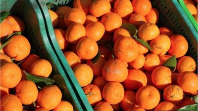 Havran Mandalinası Hasat Sezonuna İddialı Başladı