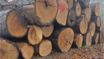 BALIKESİR ORMAN BÖLGE MÜDÜRLÜĞÜ