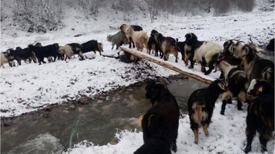 Sakarya’nın yüksek kesimleri beyaza büründü