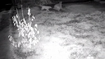 Sahipsiz Köpekler 3 Küçükbaş Hayvanı Telef Etti