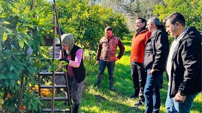 Balıkesir'de mandalina hasadı sürüyor