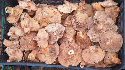 Uludağ Eteklerinde 'Kanlıca Mantarı' Bolluğu