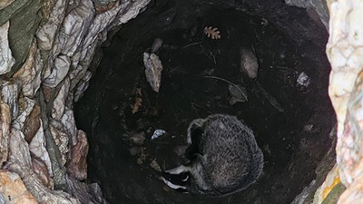 Kuyuya düşen porsuğu Doğa Koruma ekibi kurtardı