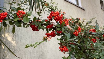 Balıkesir'in Caddelerini Kırmızıya Boyayan Bitki