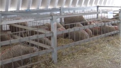 Balıkesir Koyun Yetiştiricilerine Yeni Bir Destek Daha Sunuyor