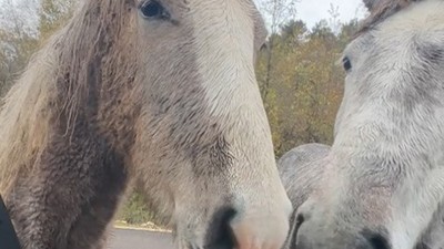 Yılkı atlarını eliyle besledi