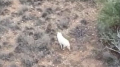 Tarım ve Orman Bakanı Yumaklı, Albino Çakal’ın görüntülerini paylaştı