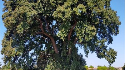 Balıkesir'in Tarihine Şahitlik Eden Ağaçlar Tescilleniyor