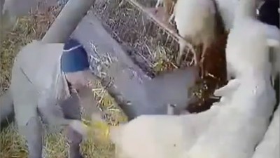 Dursunbey'de Koyunlara Saldırı Görüntüleri Şok Etti