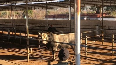 Büyükşehir, Havran’a boz ırk üretim tesisi kuracak