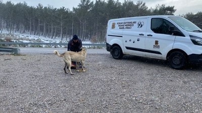 Sokak ve Yaban Hayvanlarına Mama Desteği