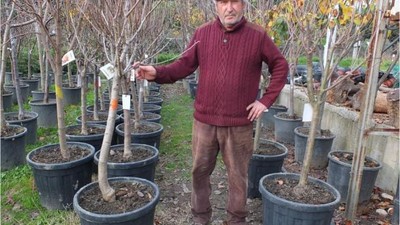 Saksılardaki Meyve Fidanlarıyla Yenilikçi Tarım