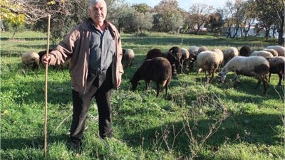 Burhaniye'de Yağışlar Çiftçi ve Çobanları Sevindirdi
