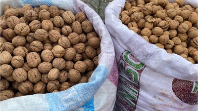 Balıkesir Cevizine Rağbet Çok