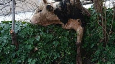 Kaçan danayla kovalamaca başka mahallede son buldu