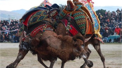 Balıkesir'de 250 Deve Güreştirildi